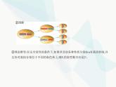 浙科版高中生物必修2第四章生物的变异第二节基因重组使子代出现变异课件
