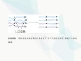 浙科版高中生物必修2第四章生物的变异第二节基因重组使子代出现变异课件