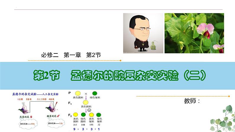 1.2 孟德尔的豌豆杂交实验（二）-高一生物下学期教学课件（人教版2019必修二）第2页