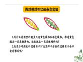 1.2 孟德尔的豌豆杂交实验（二）-高一生物下学期教学课件（人教版2019必修二）