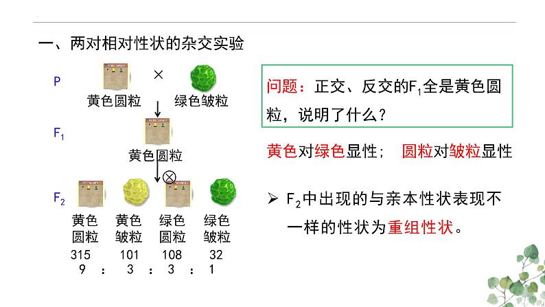 1.2 孟德尔的豌豆杂交实验（二）-高一生物下学期教学课件（人教版2019必修二）第4页