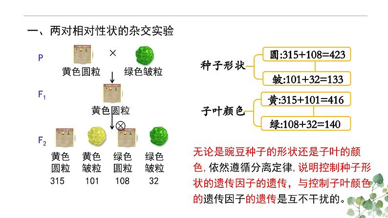 1.2 孟德尔的豌豆杂交实验（二）-高一生物下学期教学课件（人教版2019必修二）第6页