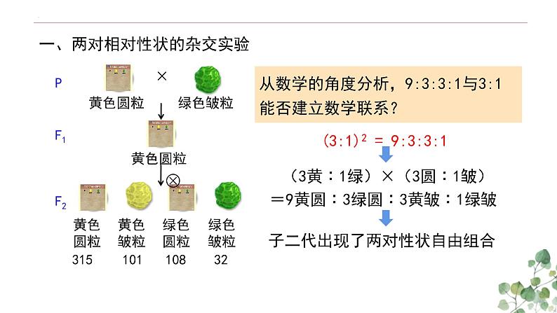 1.2 孟德尔的豌豆杂交实验（二）-高一生物下学期教学课件（人教版2019必修二）第7页