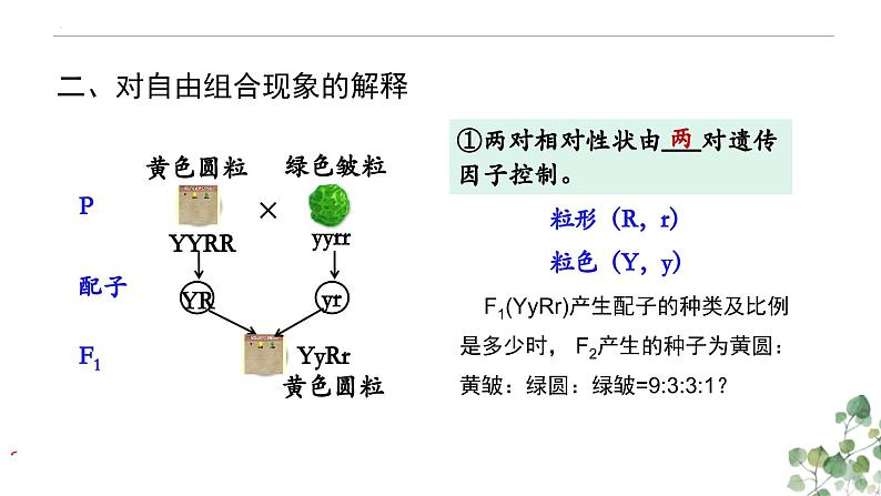 1.2 孟德尔的豌豆杂交实验（二）-高一生物下学期教学课件（人教版2019必修二）第8页