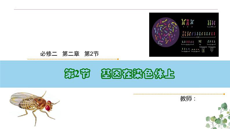 2.2 基因在染色体上-高一生物下学期教学课件（人教版2019必修二）第1页