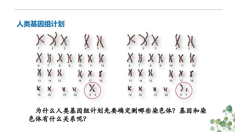 2.2 基因在染色体上-高一生物下学期教学课件（人教版2019必修二）第2页