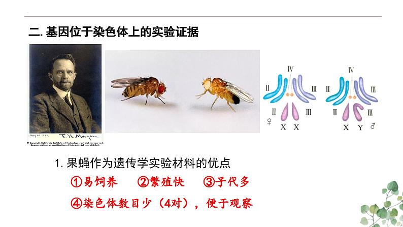 2.2 基因在染色体上-高一生物下学期教学课件（人教版2019必修二）第5页