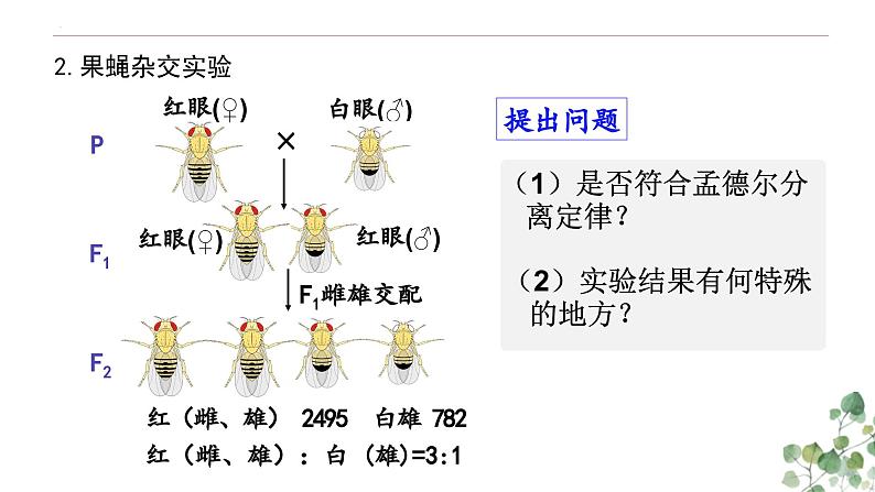 2.2 基因在染色体上-高一生物下学期教学课件（人教版2019必修二）第6页