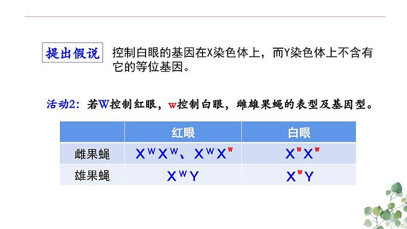 2.2 基因在染色体上-高一生物下学期教学课件（人教版2019必修二）第7页