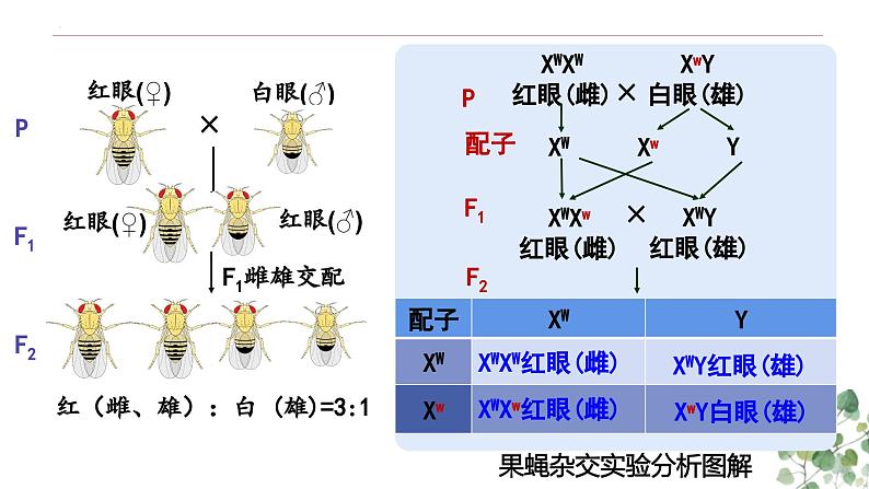 2.2 基因在染色体上-高一生物下学期教学课件（人教版2019必修二）第8页