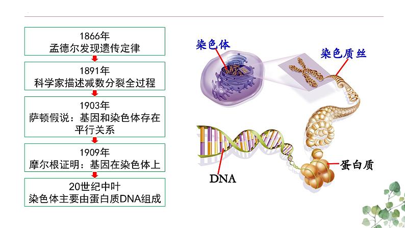 3.1 DNA是主要的遗传物质-高一生物下学期教学课件（人教版2019必修二）第2页