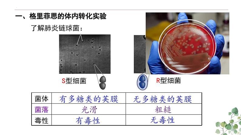 3.1 DNA是主要的遗传物质-高一生物下学期教学课件（人教版2019必修二）第5页