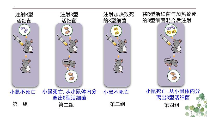 3.1 DNA是主要的遗传物质-高一生物下学期教学课件（人教版2019必修二）第6页