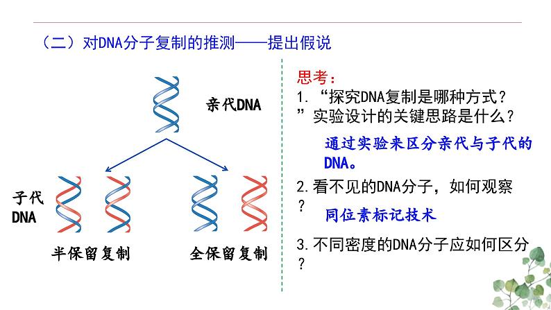 3.3 DNA的复制-高一生物下学期教学课件（人教版2019必修二）第3页