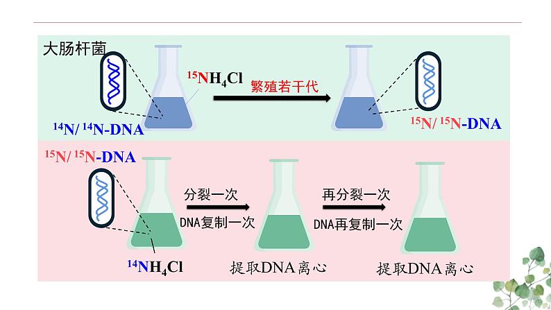 3.3 DNA的复制-高一生物下学期教学课件（人教版2019必修二）第5页