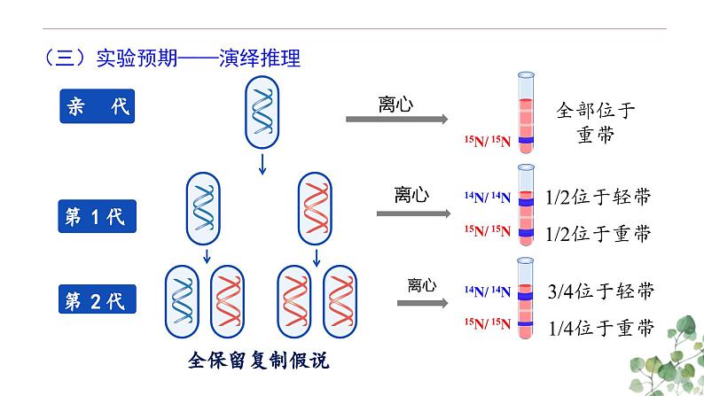 3.3 DNA的复制-高一生物下学期教学课件（人教版2019必修二）第7页