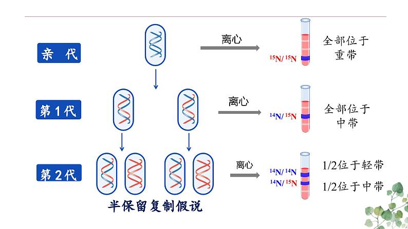 3.3 DNA的复制-高一生物下学期教学课件（人教版2019必修二）第8页