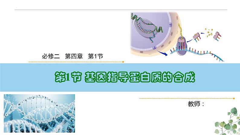 4.1 基因指导蛋白质的合成-高一生物下学期教学课件（人教版2019必修二）第1页