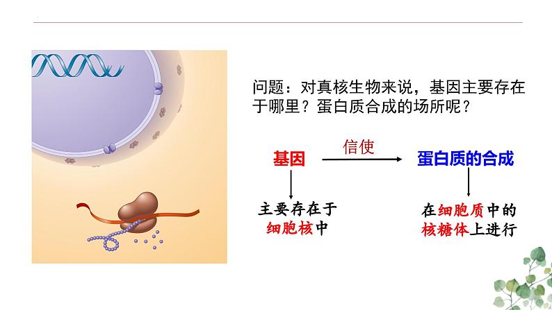 4.1 基因指导蛋白质的合成-高一生物下学期教学课件（人教版2019必修二）第3页