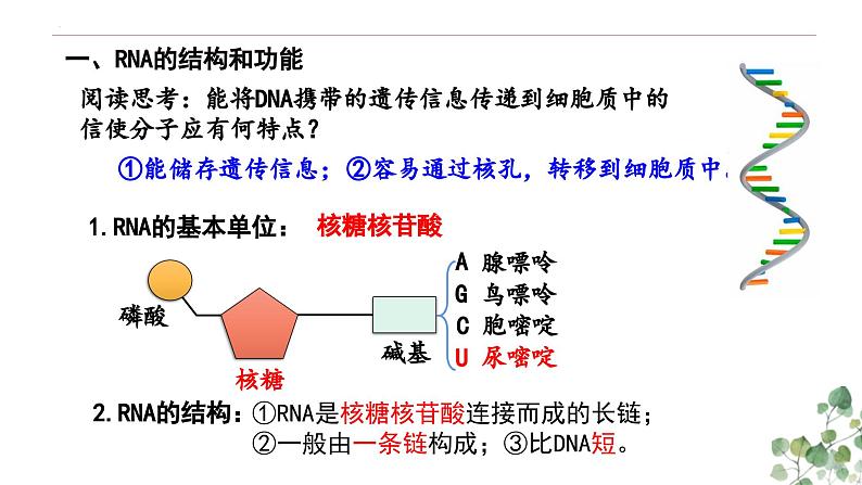 4.1 基因指导蛋白质的合成-高一生物下学期教学课件（人教版2019必修二）第5页