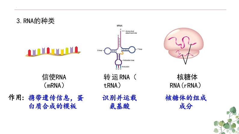 4.1 基因指导蛋白质的合成-高一生物下学期教学课件（人教版2019必修二）第6页