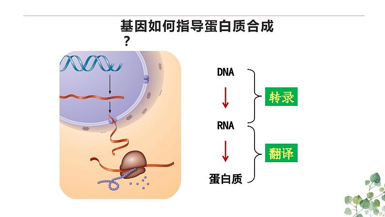 4.1 基因指导蛋白质的合成-高一生物下学期教学课件（人教版2019必修二）第7页