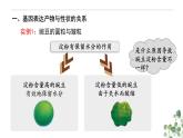 4.2 基因表达与性状的关系-高一生物下学期教学课件（人教版2019必修二）