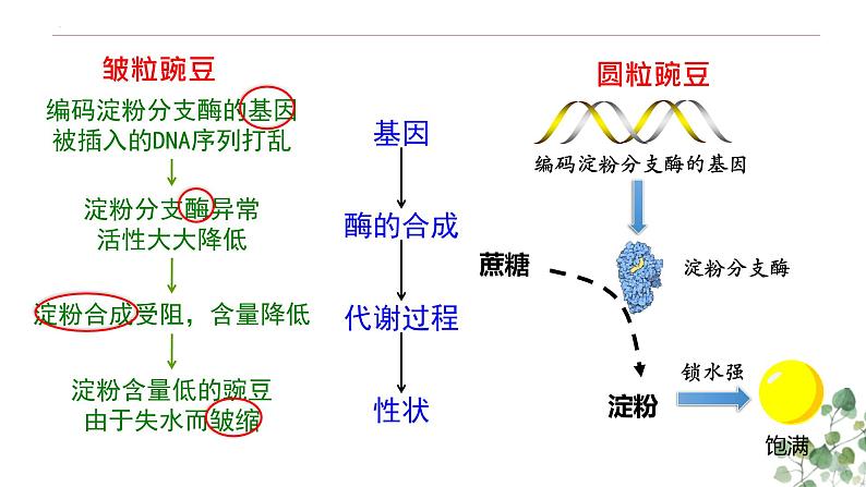 4.2 基因表达与性状的关系-高一生物下学期教学课件（人教版2019必修二）03