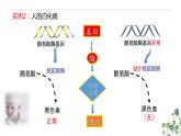 4.2 基因表达与性状的关系-高一生物下学期教学课件（人教版2019必修二）