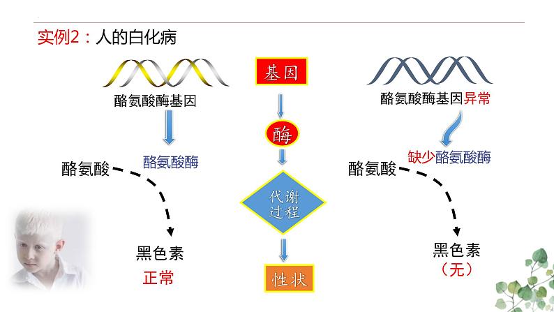 4.2 基因表达与性状的关系-高一生物下学期教学课件（人教版2019必修二）04