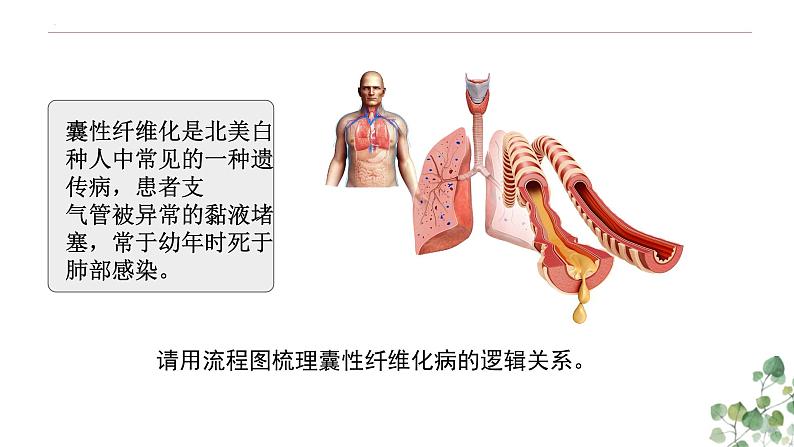 4.2 基因表达与性状的关系-高一生物下学期教学课件（人教版2019必修二）05