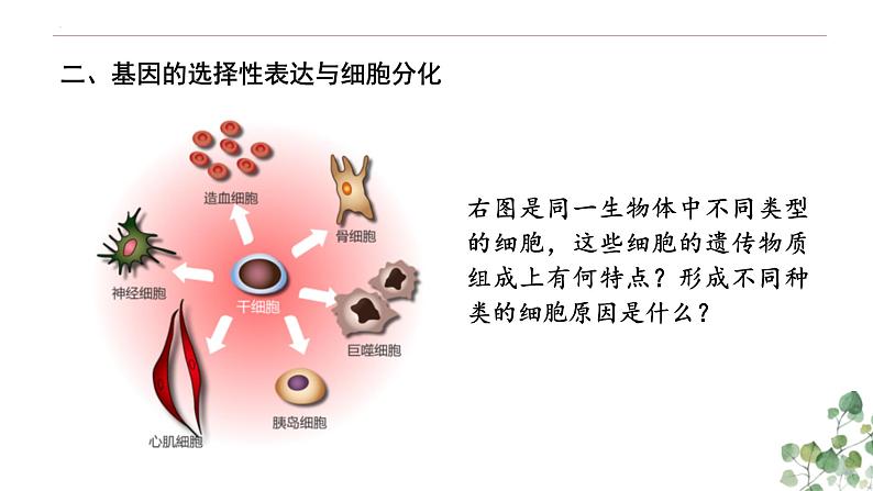 4.2 基因表达与性状的关系-高一生物下学期教学课件（人教版2019必修二）08