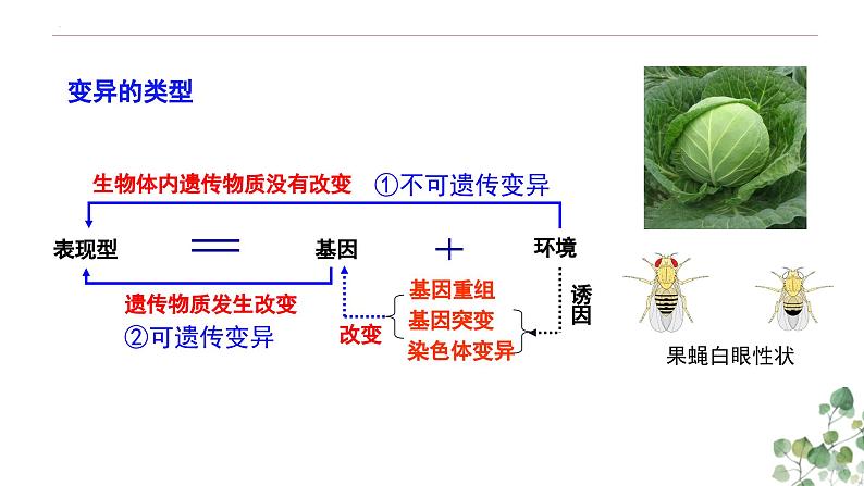 5.1 基因突变和基因重组-高一生物下学期教学课件（人教版2019必修二）03