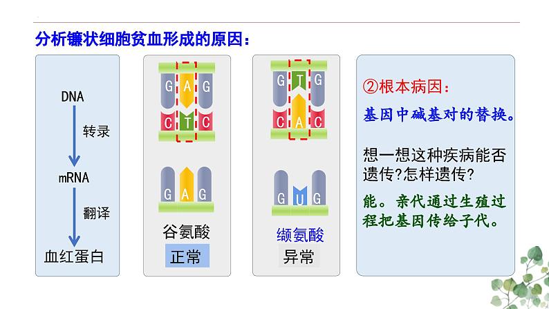 5.1 基因突变和基因重组-高一生物下学期教学课件（人教版2019必修二）06