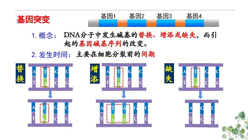 5.1 基因突变和基因重组-高一生物下学期教学课件（人教版2019必修二）07