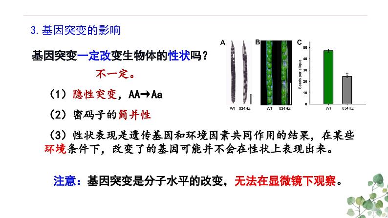 5.1 基因突变和基因重组-高一生物下学期教学课件（人教版2019必修二）08