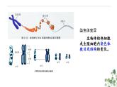 5.2 染色体变异-高一生物下学期教学课件（人教版2019必修二）