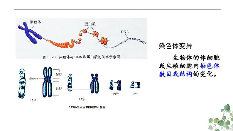 5.2 染色体变异-高一生物下学期教学课件（人教版2019必修二）第2页