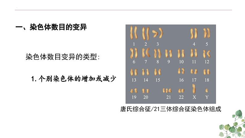 5.2 染色体变异-高一生物下学期教学课件（人教版2019必修二）第3页