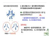 5.2 染色体变异-高一生物下学期教学课件（人教版2019必修二）