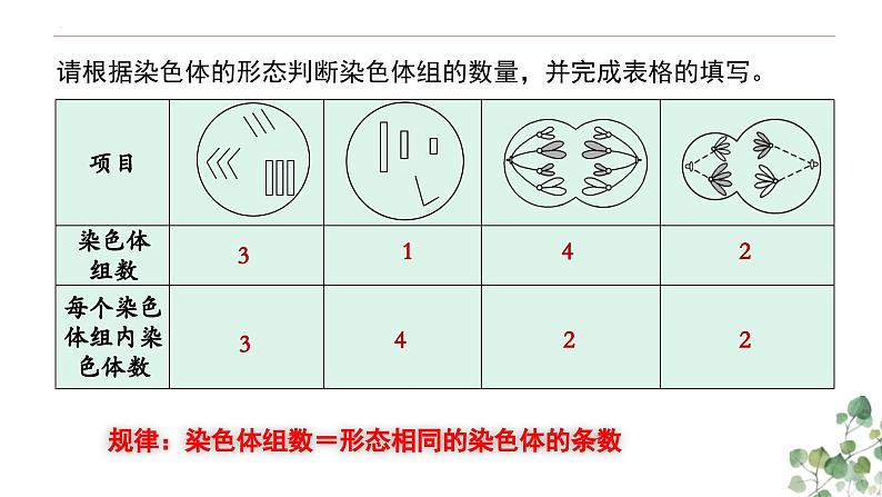 5.2 染色体变异-高一生物下学期教学课件（人教版2019必修二）第5页