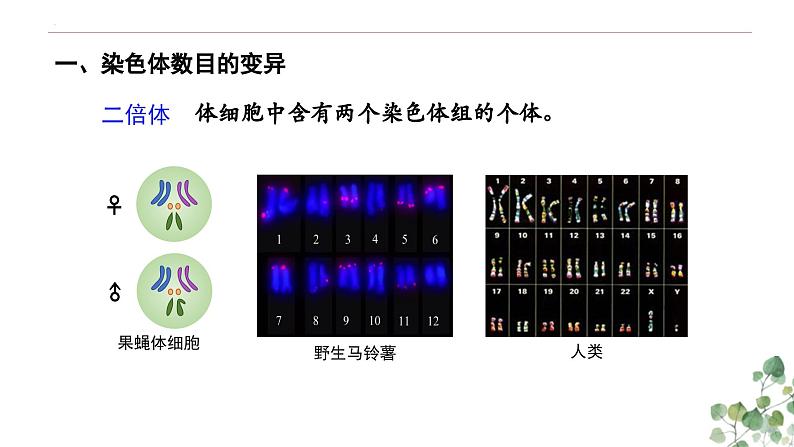 5.2 染色体变异-高一生物下学期教学课件（人教版2019必修二）第7页