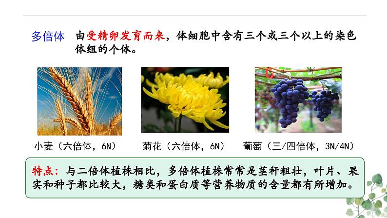 5.2 染色体变异-高一生物下学期教学课件（人教版2019必修二）第8页