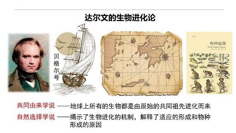 6.1 生物有共同祖先的证据-高一生物下学期教学课件（人教版2019必修二）第3页