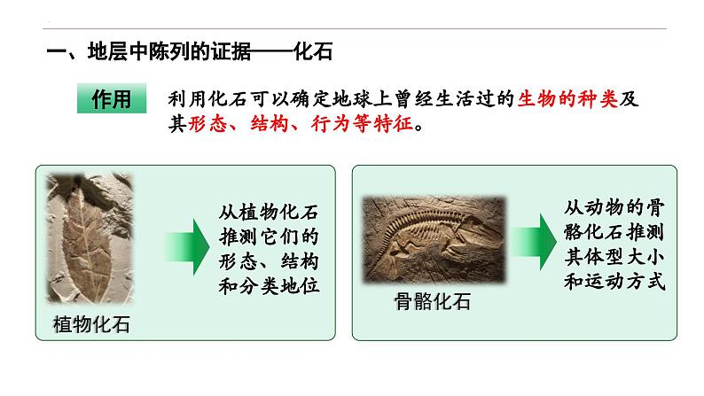 6.1 生物有共同祖先的证据-高一生物下学期教学课件（人教版2019必修二）第6页