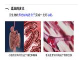 6.2 自然选择与适应的形成-高一生物下学期教学课件（人教版2019必修二）