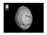 6.3.1 种群基因组成的变化-高一生物下学期教学课件（人教版2019必修二）