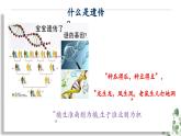 1.1 孟德尔的豌豆杂交实验（一）-高一生物下学期教学课件（人教版2019必修二）