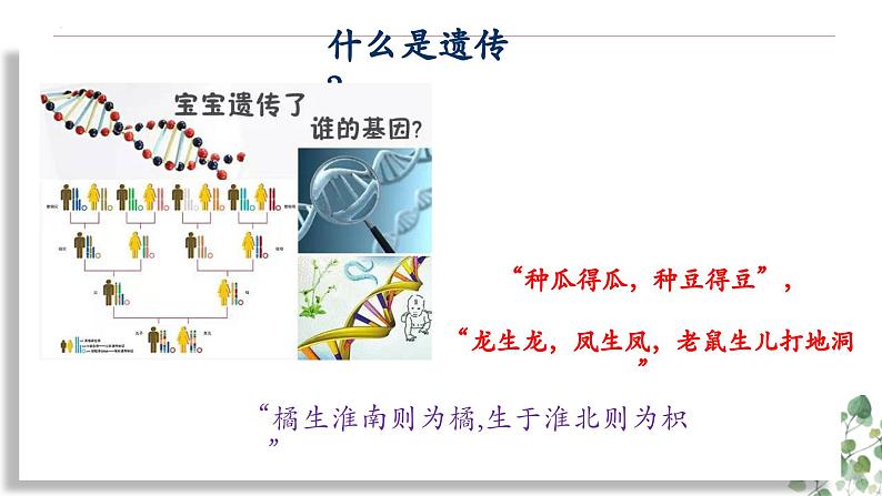 1.1 孟德尔的豌豆杂交实验（一）-高一生物下学期教学课件（人教版2019必修二）01