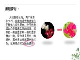 1.1 孟德尔的豌豆杂交实验（一）-高一生物下学期教学课件（人教版2019必修二）